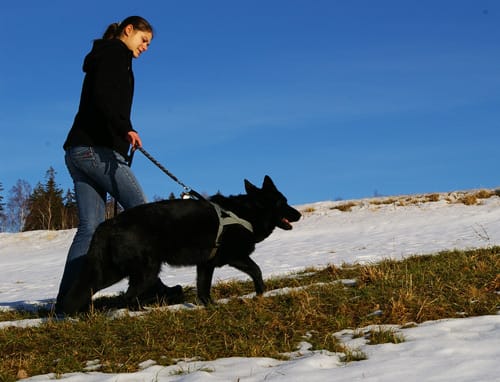 Hund wird an der Leine bergauf über eine verschneite Wiese geführt