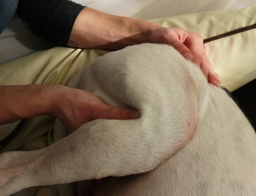 Passives Bewegen des Hüftgelenks bei einem weißen Hund