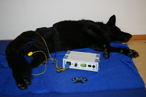 Interferenz-Regulationstherapie bei einem liegenden schwarzen Hund