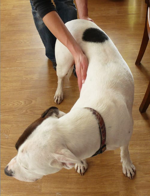 Isometrische Spannungsübung an einem stehenden weißen Hund