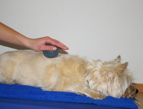 Massageigel wird über den Rücken eines liegenden Terriers geführt