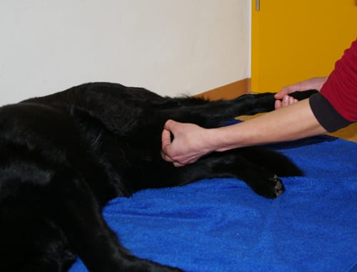 Reflexinduziertes Training an der Hinterhand eines schwarzen Hundes