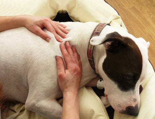 Behandlung der Schulter eines liegenden weißen Hundes