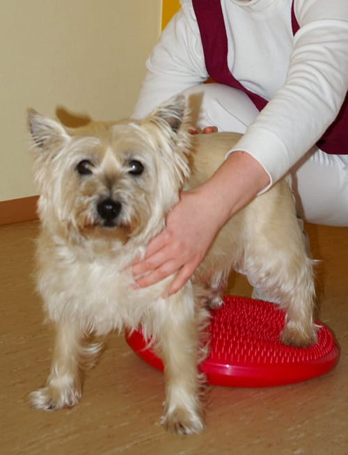 Hund stützt sich mit den Vorderpfoten auf ein rotes Balancekissen