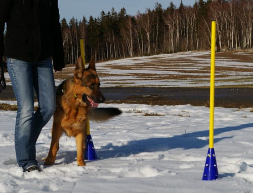 Schäferhund absolviert einen Slalom aus Stangen im Freien