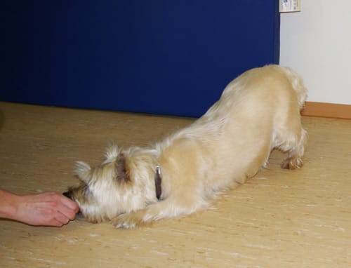 Hund macht eine Dehnübung in Sphinx-Position