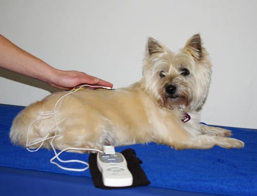 Terrier mit angelegten TENS-Elektroden während der Elektrotherapie