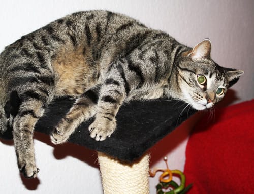 Dabscher Durnschuh